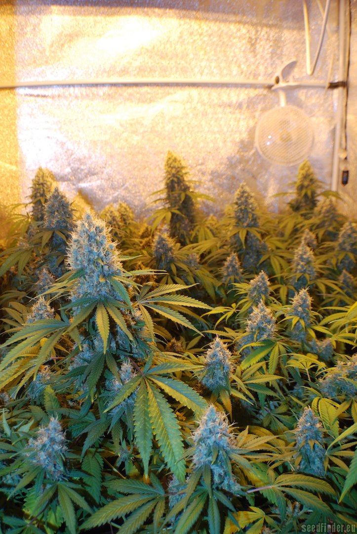 Jaggen strain photo