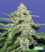 Widow Bomb strain photo
