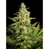G13 Skunk strain photo