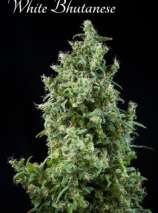 White Bhutanese strain photo