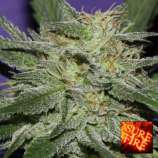 Bluedawg strain photo