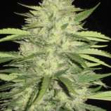 Skins Skunk strain photo