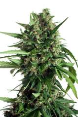 Taiga #2 strain photo