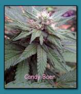 Candy Baer strain photo