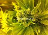 Leonarda strain photo