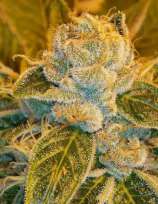 Sour Ripper strain photo