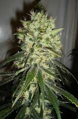 Shivani strain photo
