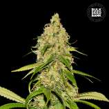 Auto CBD White Widow strain photo