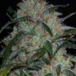 Bulk Seed Bank - Grapefruit strain photo