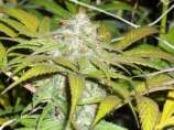 Medicine Buddha strain photo
