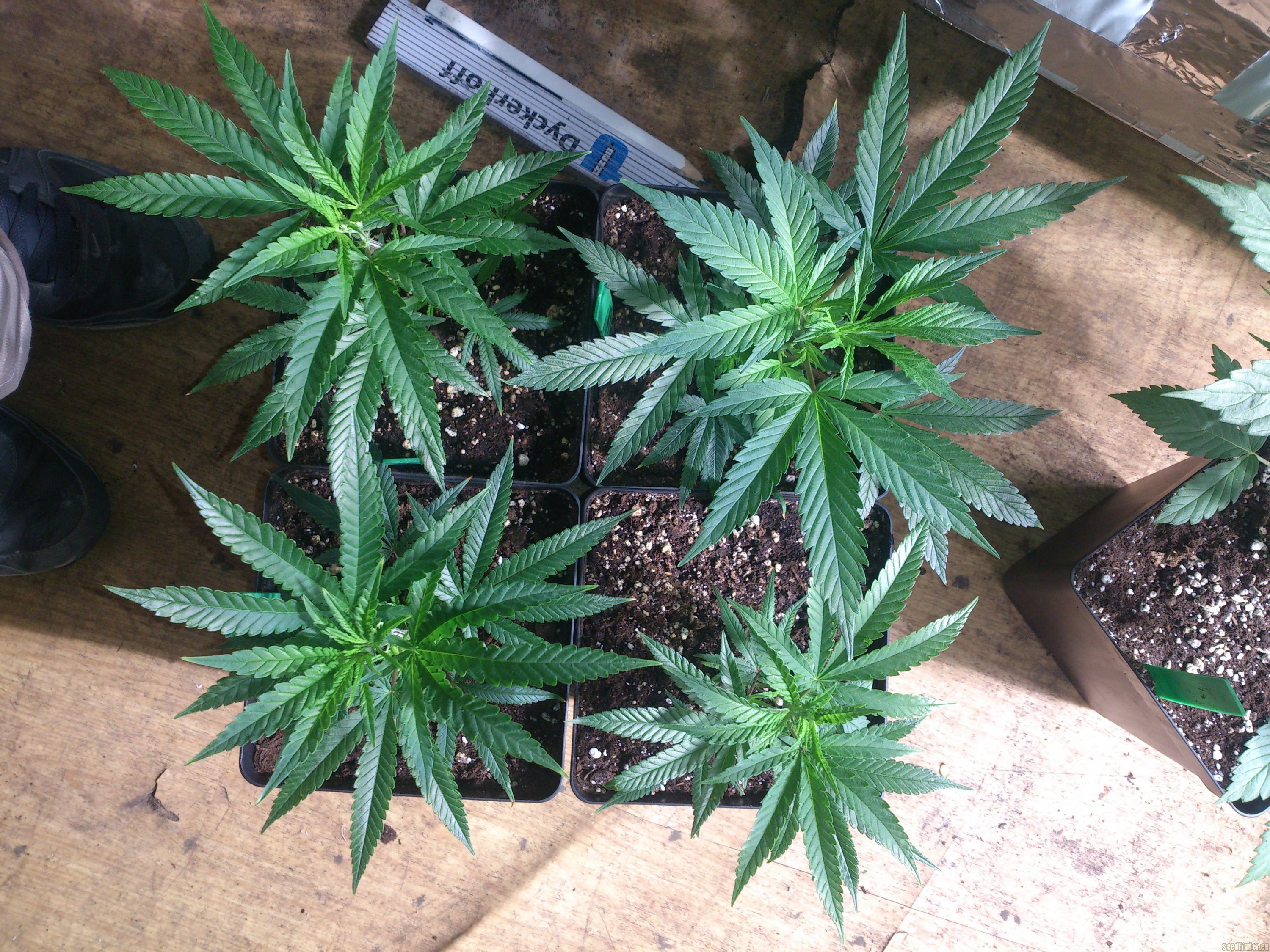 Pyramid Seeds - Galaxy strain photo
