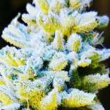 Platinum strain photo