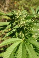 Mighty Mite strain photo
