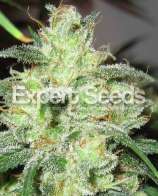 Gorrila Glue #4 x Cheese strain photo