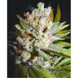 Auto 4:20 strain photo