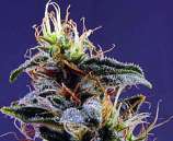 AC Diesel strain photo