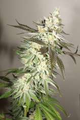 Enchanted Runtz strain photo
