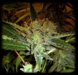 FreeWorld strain photo