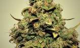 Pepita Seeds - Chemgos strain photo