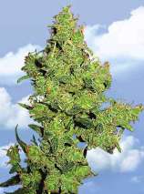 Flying Dutchmen - Flying Dragon strain photo
