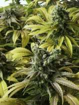 Desert Diesel strain photo