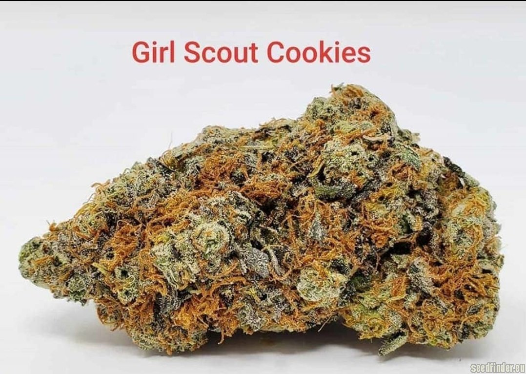 Girl Scout Cookies strain photo