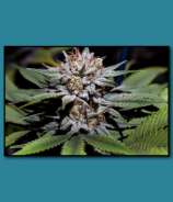 Cruella De' Ville strain photo