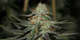 Supernatural strain photo