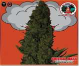 Critical Mass Automatic strain photo