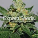 White Gold strain photo