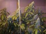 Blueberry Punch strain photo