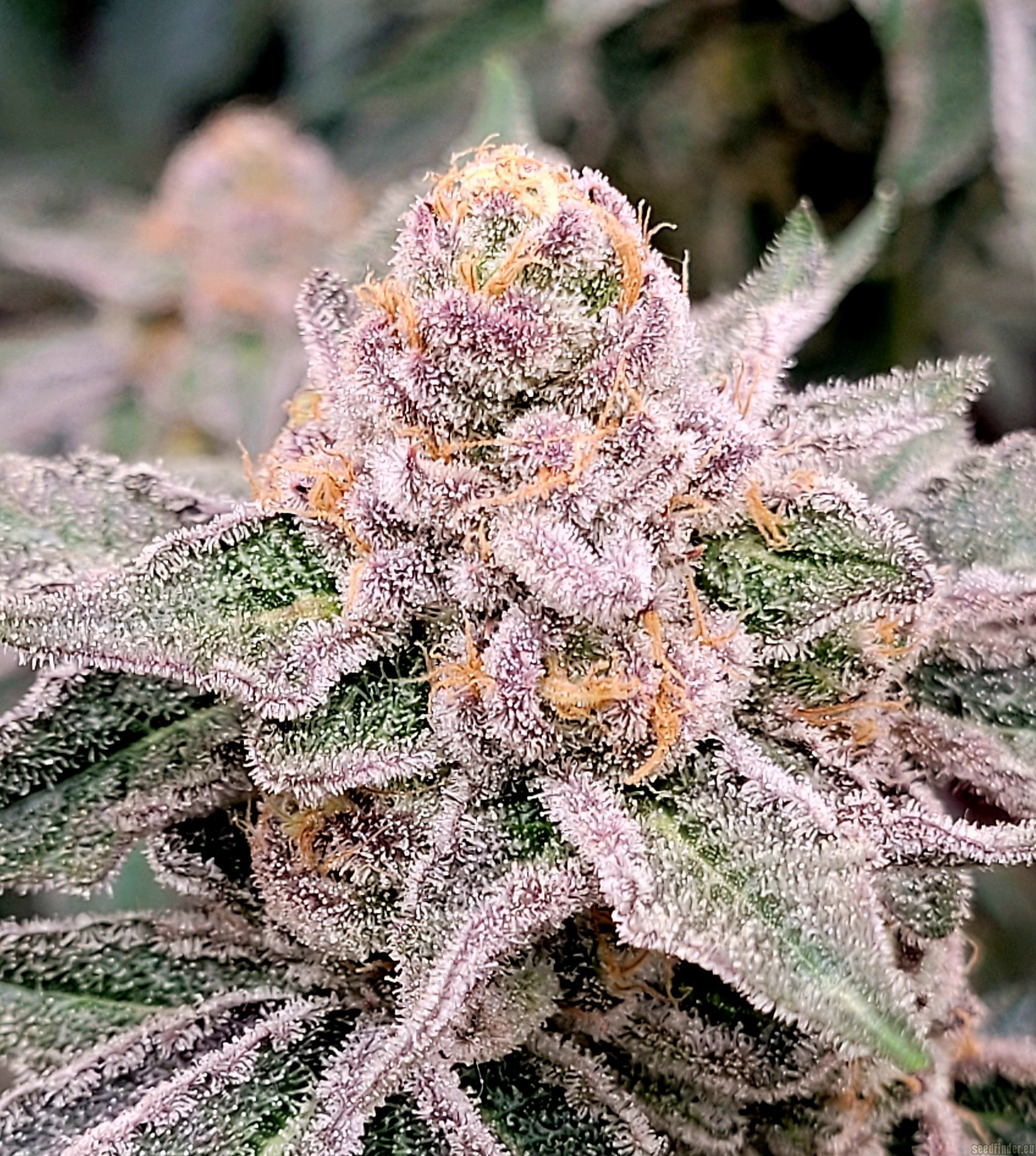Platinum Jelly strain photo