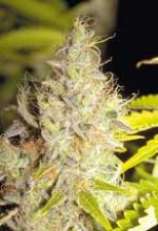 Swazi Safari strain photo