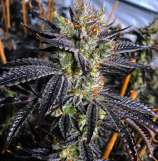 Guicy Banger strain photo