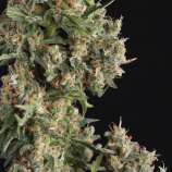 AK 47 Auto strain photo
