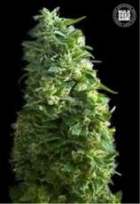 Lime Skunk strain photo