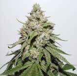 Old Chemdog strain photo