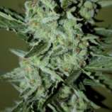 Élite Seeds - Goliat Auto strain photo