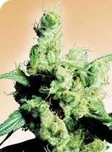 Silver Haze strain photo