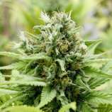 Jackmatic strain photo