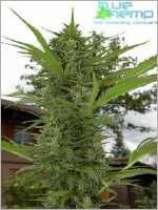Calvin strain photo