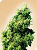 Four Way strain photo