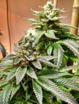 Hashmaster strain photo
