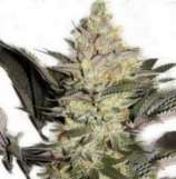 Forest Queen strain photo