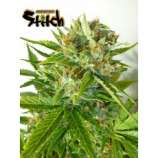 Onyx Reloaded strain photo