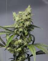 Vulkania Seeds - Fayaka strain photo