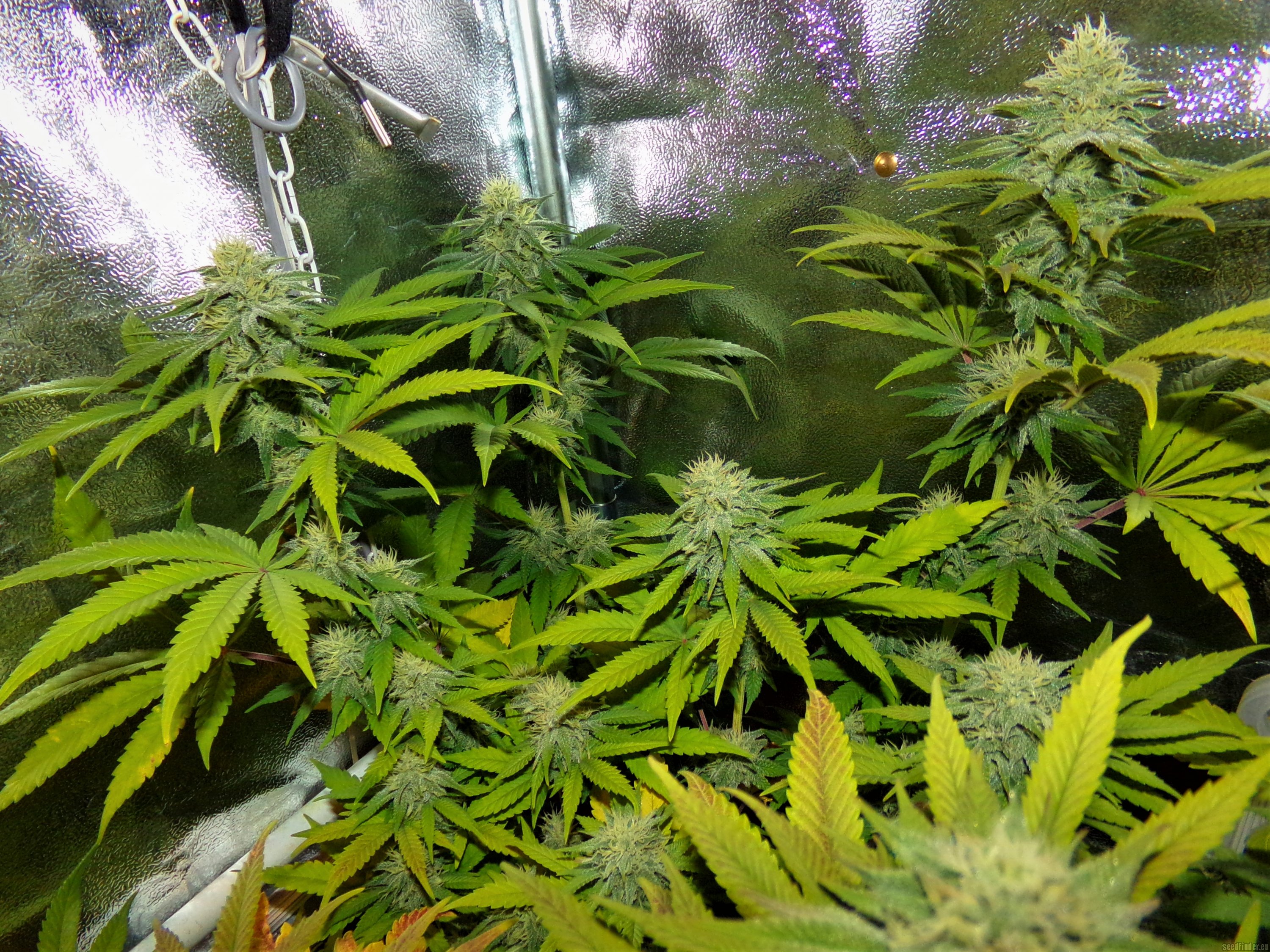 Wappa strain photo