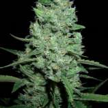 AK-47 strain photo