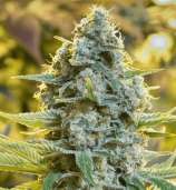 Moby Dick strain photo