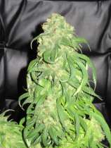 Heavy Berry strain photo